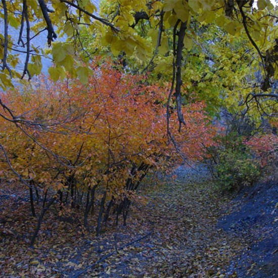 تصویر از رزرو راهنمای طبیعت گردی دره کشوه