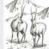 کیسه خواب دو نفره نیچرهایک